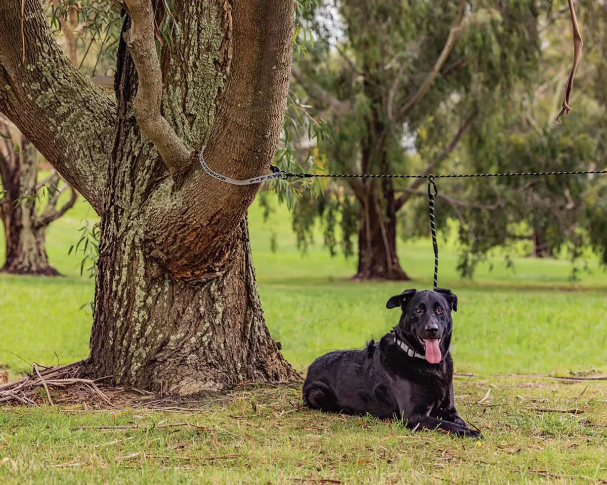 Pet Tethering Leash System 1